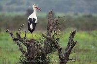 White Stork, Portugal