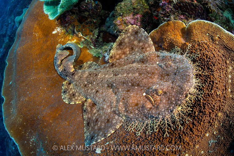 Wobbegong Resting, Indonesia