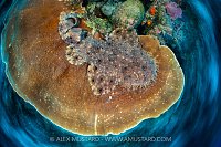 Wobbegong Blur, Indonesia