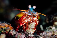 Peacock Mantis Shrimp, Indonesia