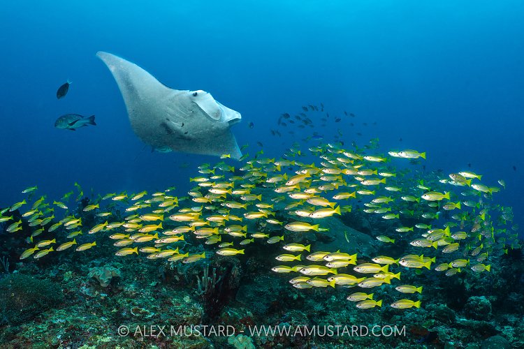 Reef Manta With Snappers, Indonesia