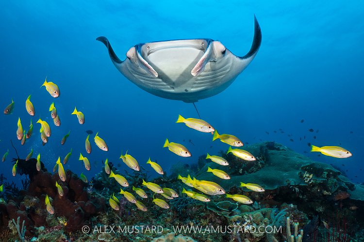 Reef Manta With Snappers, Indonesia