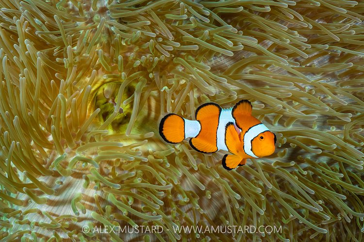 Anemonefish Portrait, Indonesia