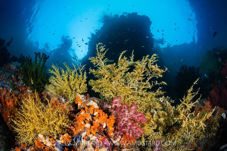 Corals Beneath Cliffs, Indonesia