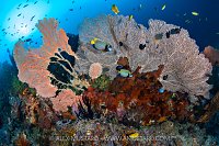 Angelfish And Seafans, Indonesia