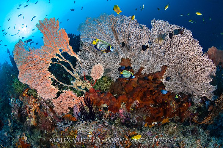 Angelfish And Seafans, Indonesia