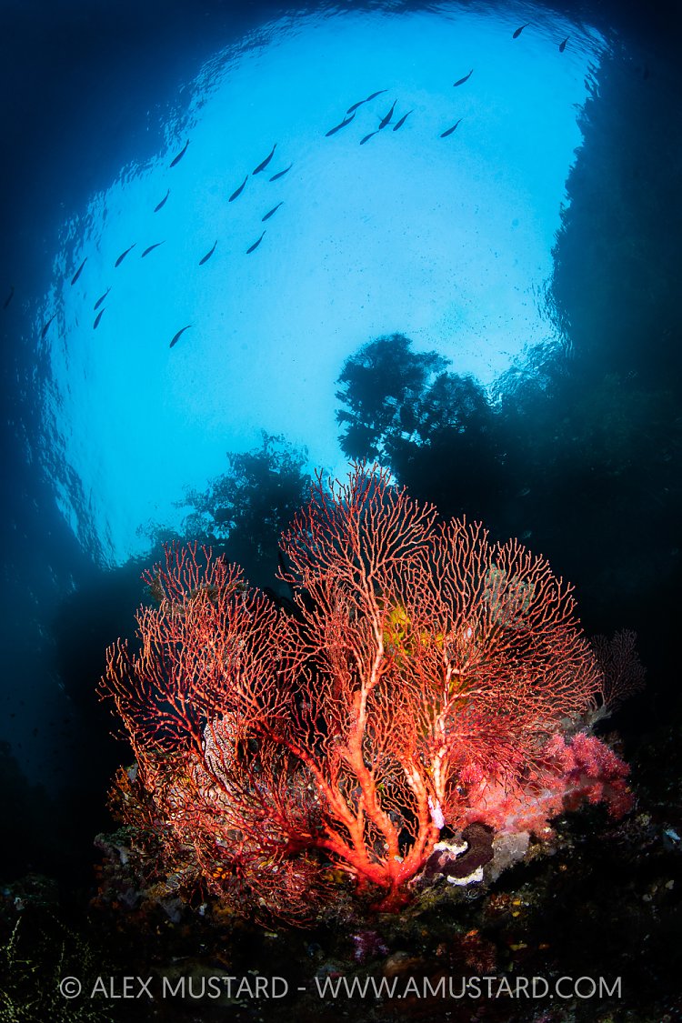 Seafan Beneath Trees, Indonesia