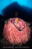 Sponge Beneath Island, Indonesia