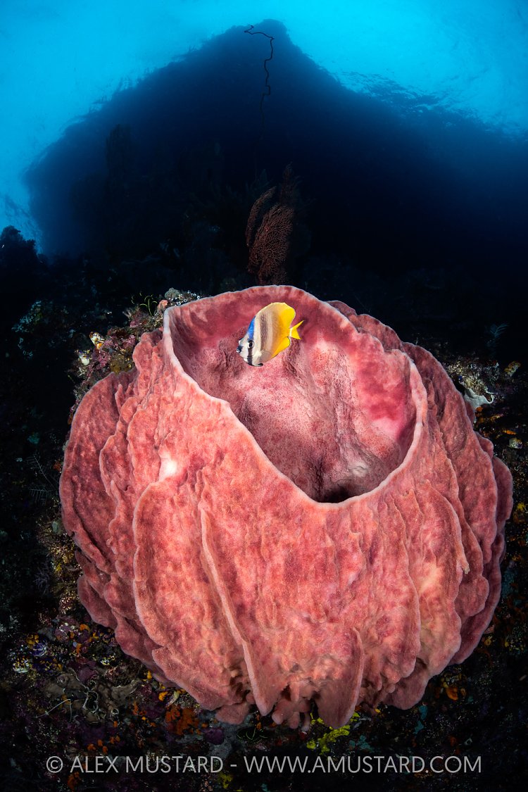 Sponge Beneath Island, Indonesia