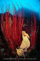 Sponge And Whips, Indonesia