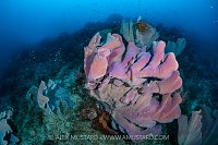 Elephant Ear Sponges In Current, Indonesia
