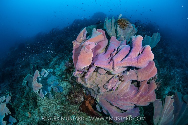 Elephant Ear Sponges In Current, Indonesia