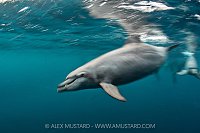 Bottlenose Dolphin Blur, Indonesia