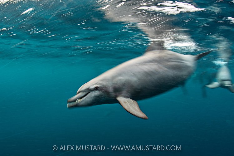 Bottlenose Dolphin Blur, Indonesia