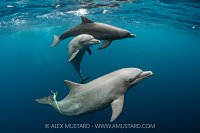 Bottlenose Dolphins, Indonesia