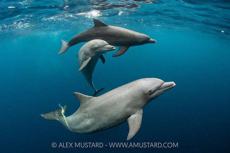 Bottlenose Dolphins, Indonesia
