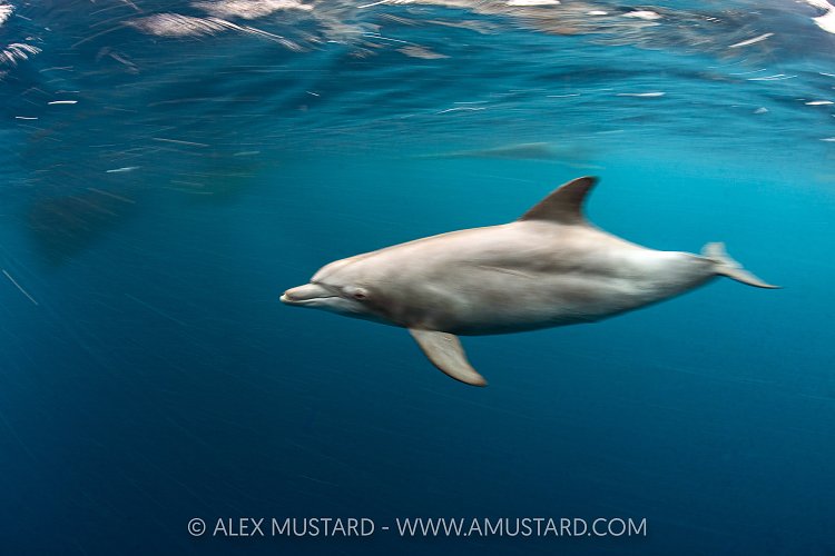 Bottlenose Dolphin Blur, Indonesia
