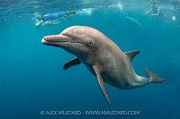 Bottlenose Dolphin, Indonesia