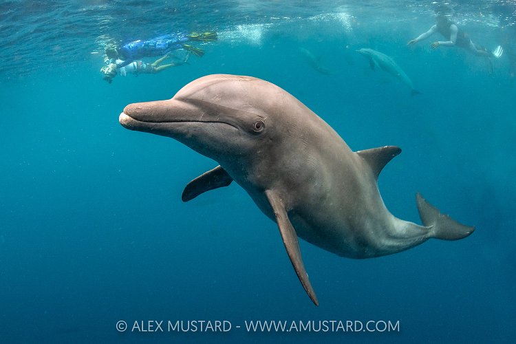 Bottlenose Dolphin, Indonesia