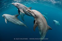 Bottlenose Dolphins, Indonesia