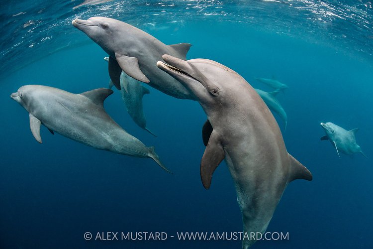 Bottlenose Dolphins, Indonesia