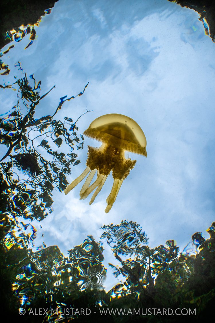 Jellyfish Lake, Indonesia
