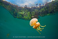 Jellyfish Lake, Indonesia