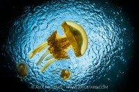 Jellyfish Lake, Indonesia