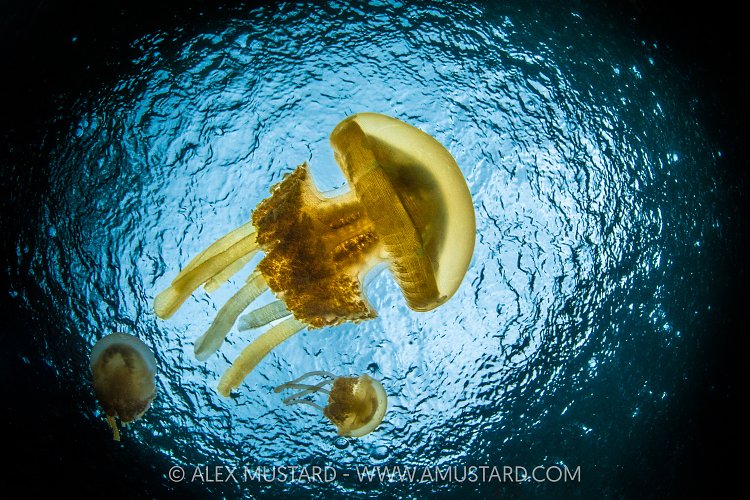 Jellyfish Lake, Indonesia