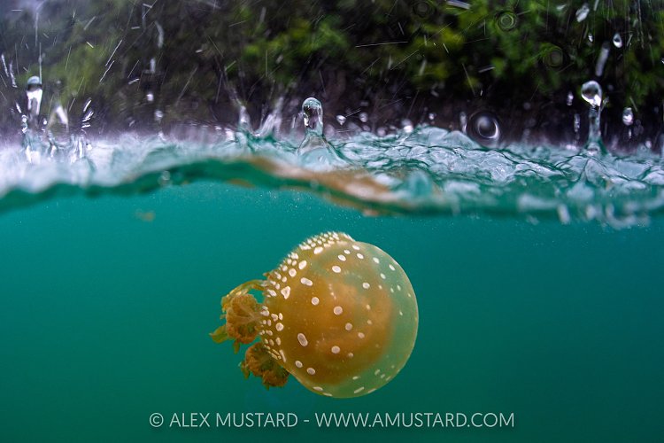 Jellyfish Lake In The Rain, Indonesia