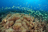 Chromis Over Corals, Indonesia