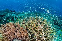 Reef Scene, Indonesia