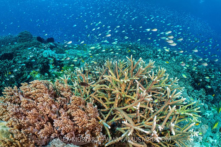 Reef Scene, Indonesia