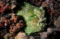 Lophiocharon Frogfish, Indonesia