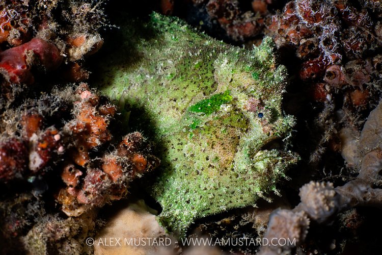Lophiocharon Frogfish, Indonesia