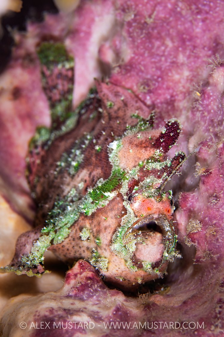 Lophiocharon Frogfish, Indonesia