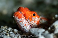 Orange Snake Eel, Indonesia