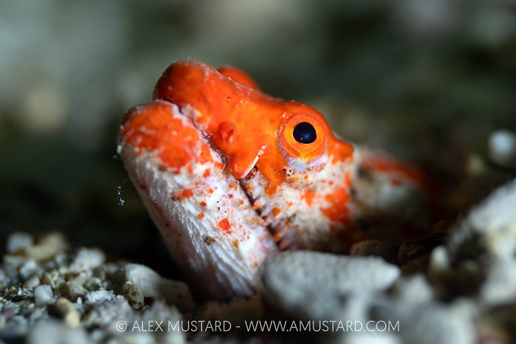Orange Snake Eel, Indonesia