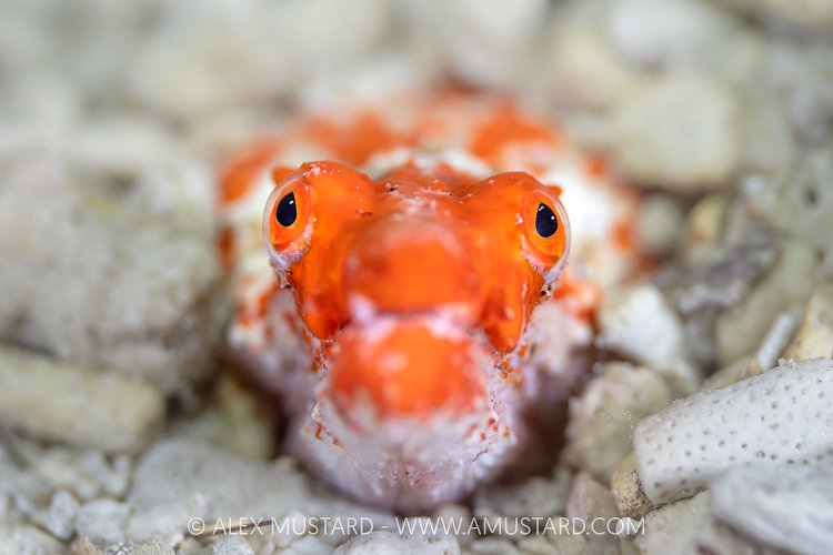 Orange Snake Eel, Indonesia