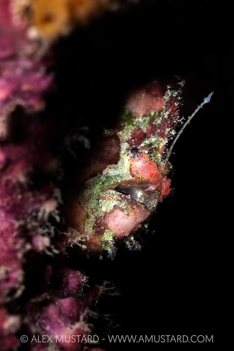 Lophiocharon Frogfish, Indonesia