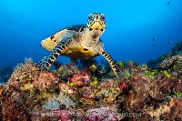 Hawksbill Feeding, Indonesia