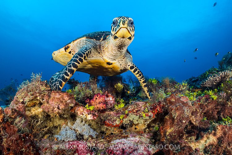Hawksbill Feeding, Indonesia