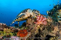 Hawksbill Feeding, Indonesia