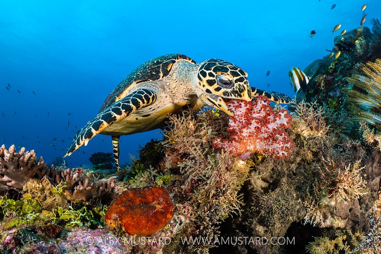 Hawksbill Feeding, Indonesia