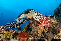 Hawksbill Feeding, Indonesia