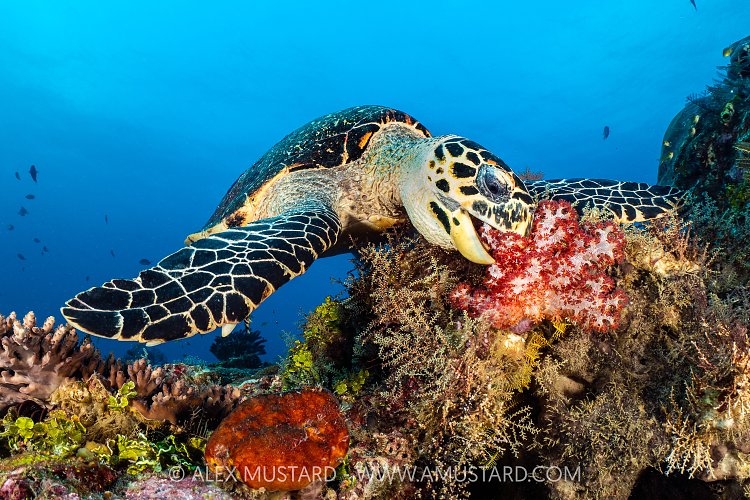 Hawksbill Feeding, Indonesia