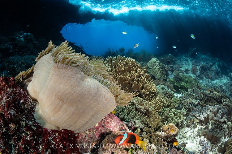 Anemone Beneath Arch, Indonesia