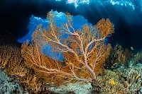 Sea Fan With Window, Indonesia