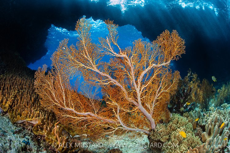 Sea Fan With Window, Indonesia