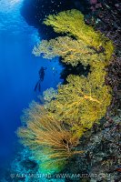 Sea Fans with Diver, Indonesia